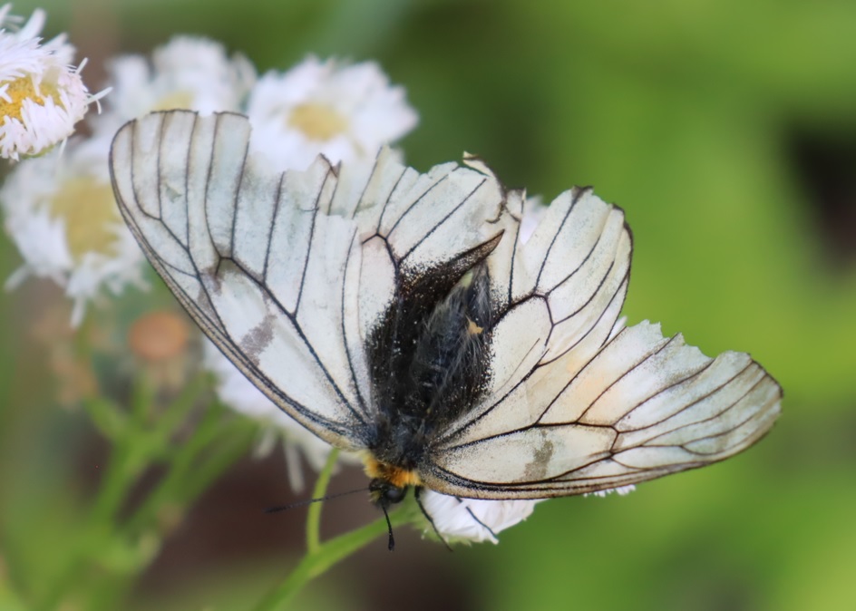 里山M_ウスバシロチョウ _2022年5月24 14時55分_気温25度